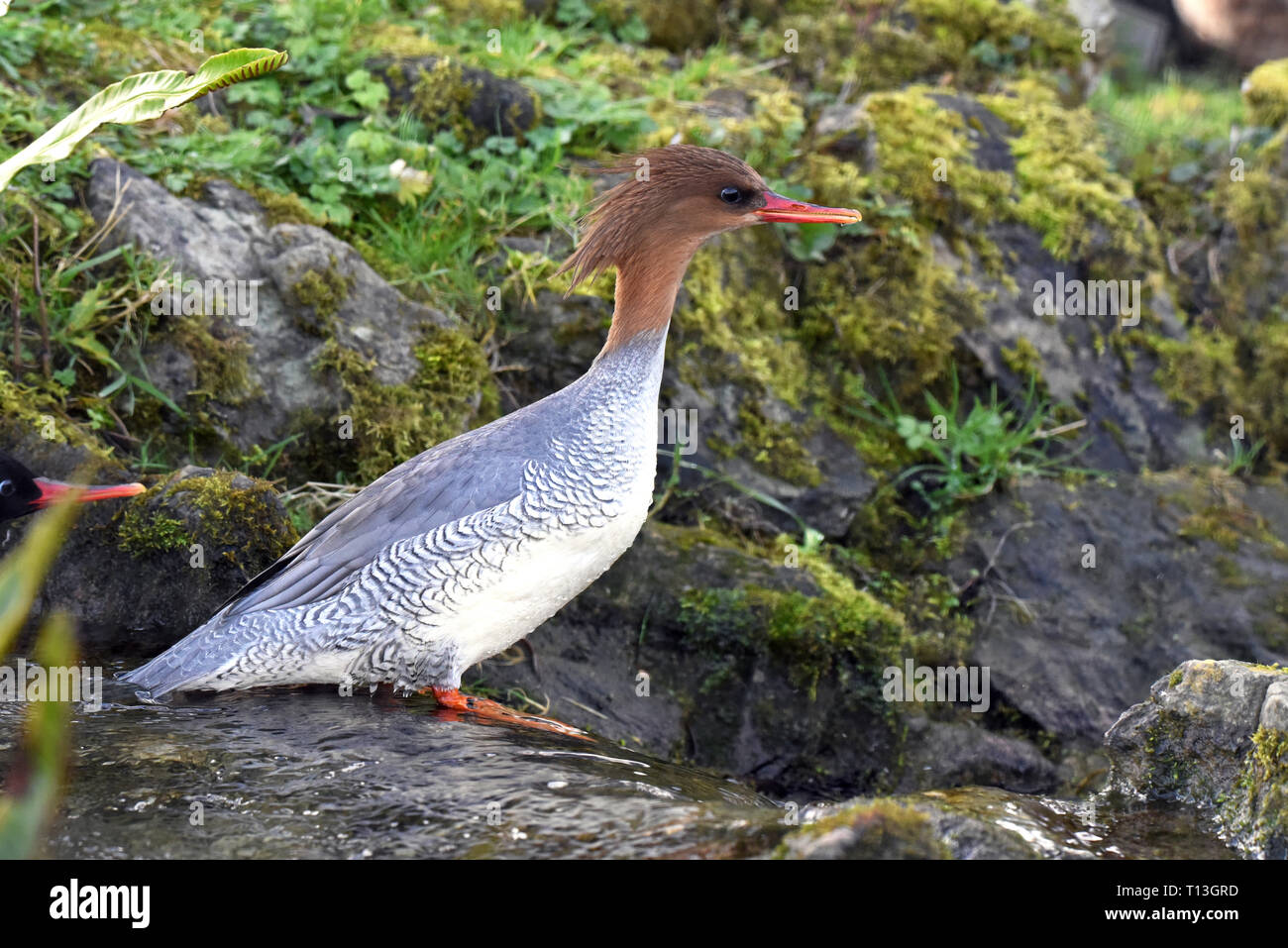 A mature female Scaly-sided Merganser (Mergus squamatus) standing in a small stream in Southern England Stock Photo