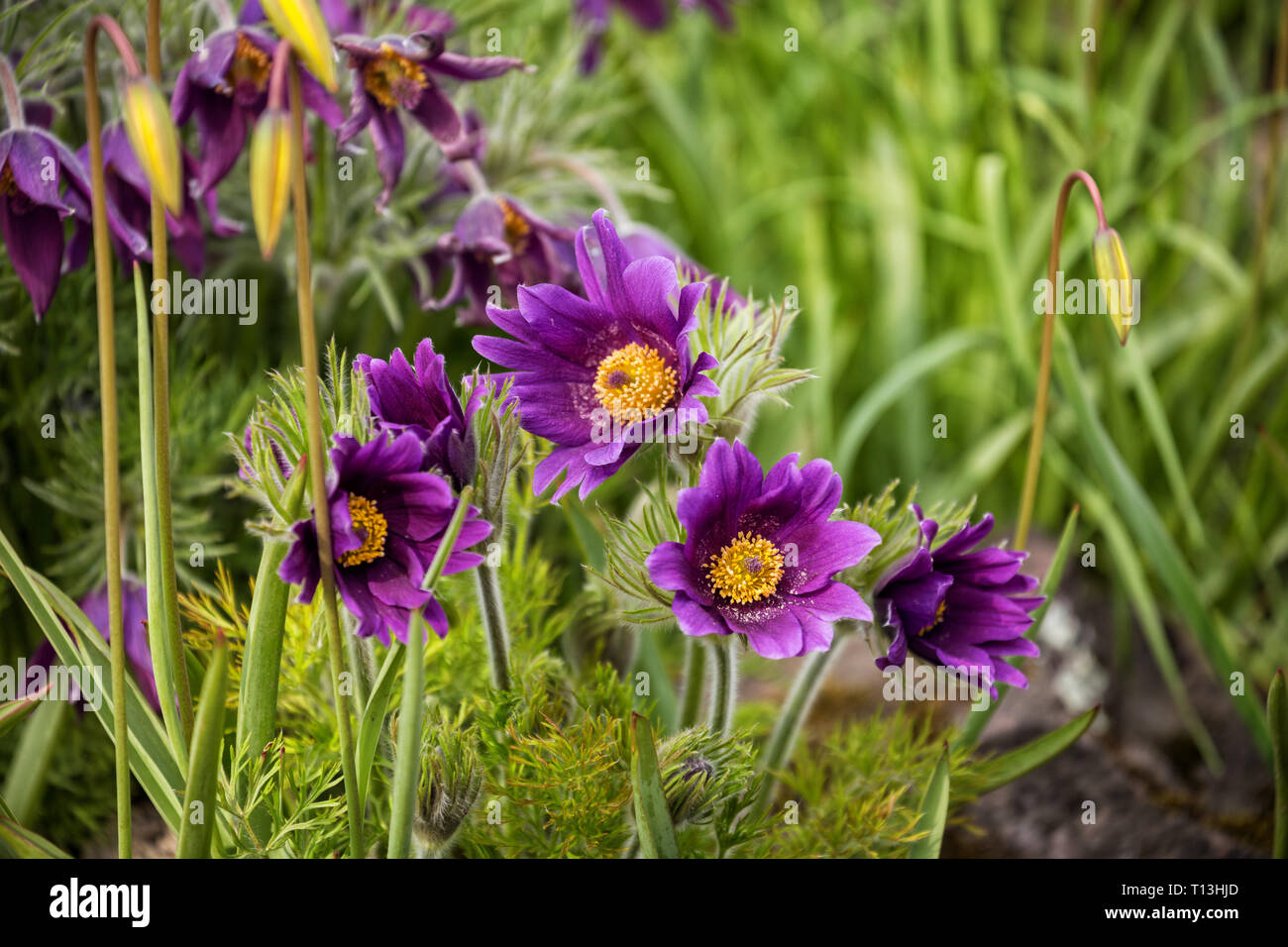 Purple flowers officinal grass hi-res stock photography and images - Alamy