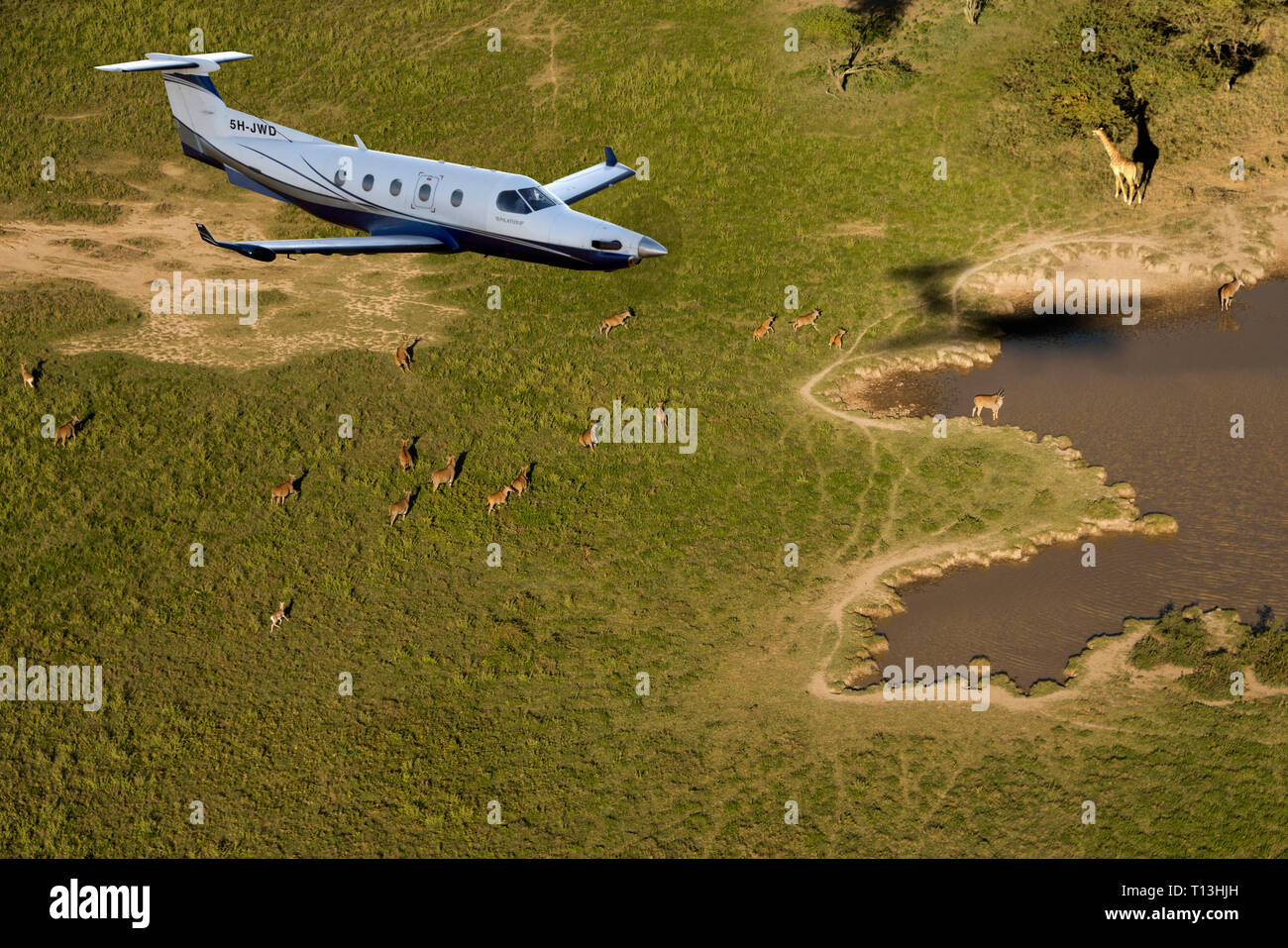 An air to air shot of a Pilatus PC12 turboprop aircraft over wild animals of the Serengeti plains, in Africa. Stock Photo