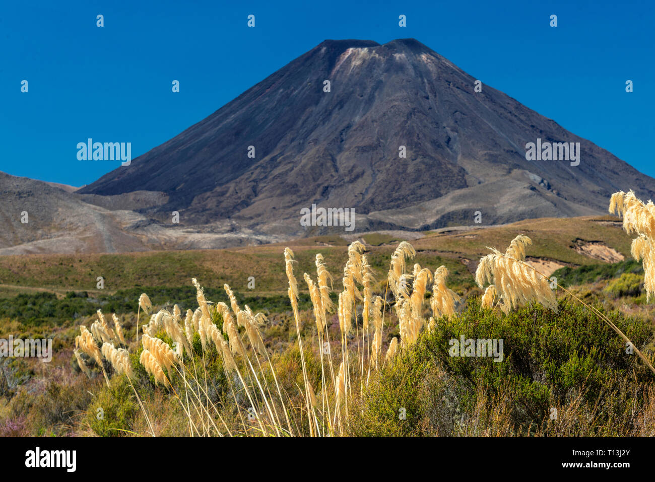 New Zealand's Mount Nguaruhoe, with native Toetoe, a type of Pampas grass, in the foreground. The volcano was Mt Doom in Lord of the Rings. Stock Photo