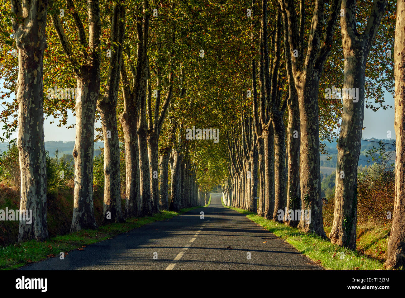 Plane tree lined avenue near the town of Salvangnac in the Occitanie region of southern France. Stock Photo