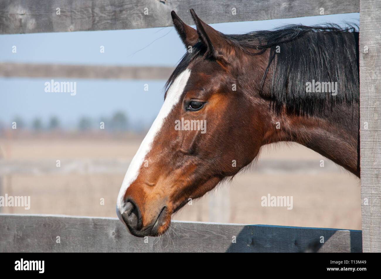 horse face side view