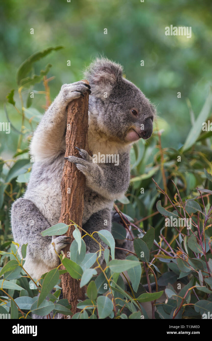 Australia, Brisbane, Lone Pine Koala Sanctuary, portrait of koala clutching tree trunk Stock Photo