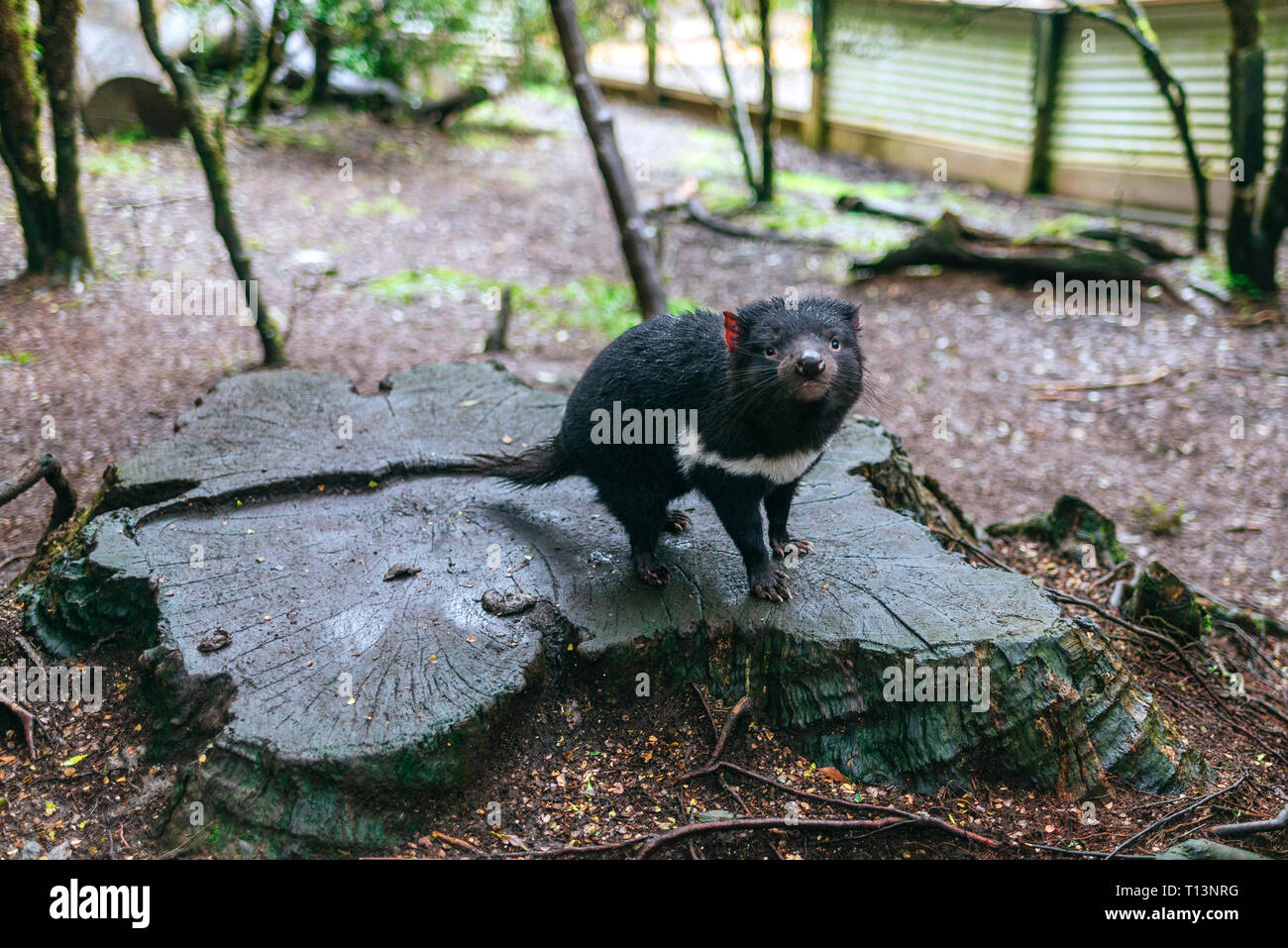 Tasmanian devil park hi-res stock photography and images - Alamy