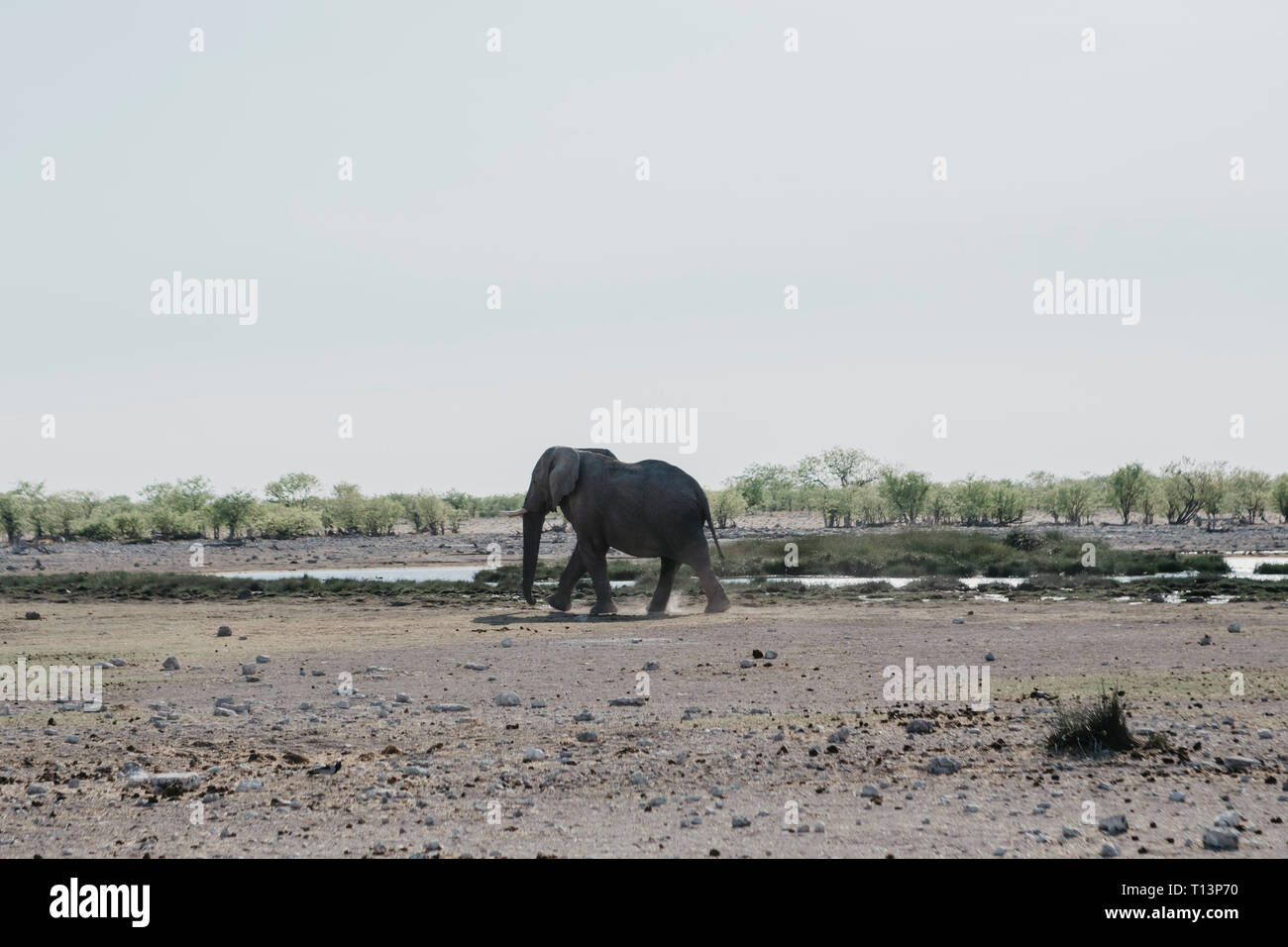 Namibia, Etosha National Park, African elephant at a waterhole Stock Photo