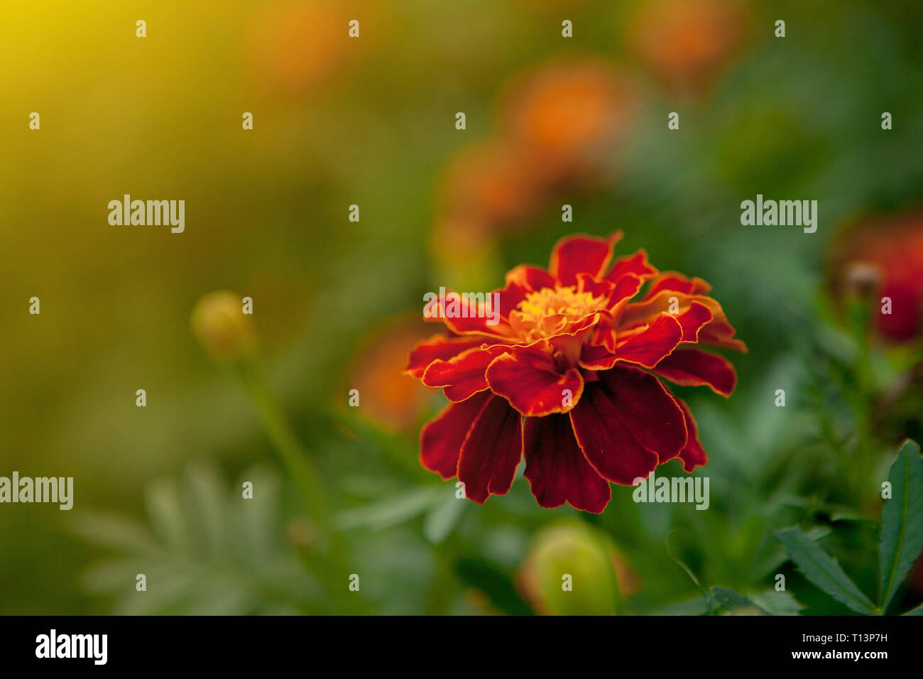Banthi flower cultivation hires stock photography and images Alamy