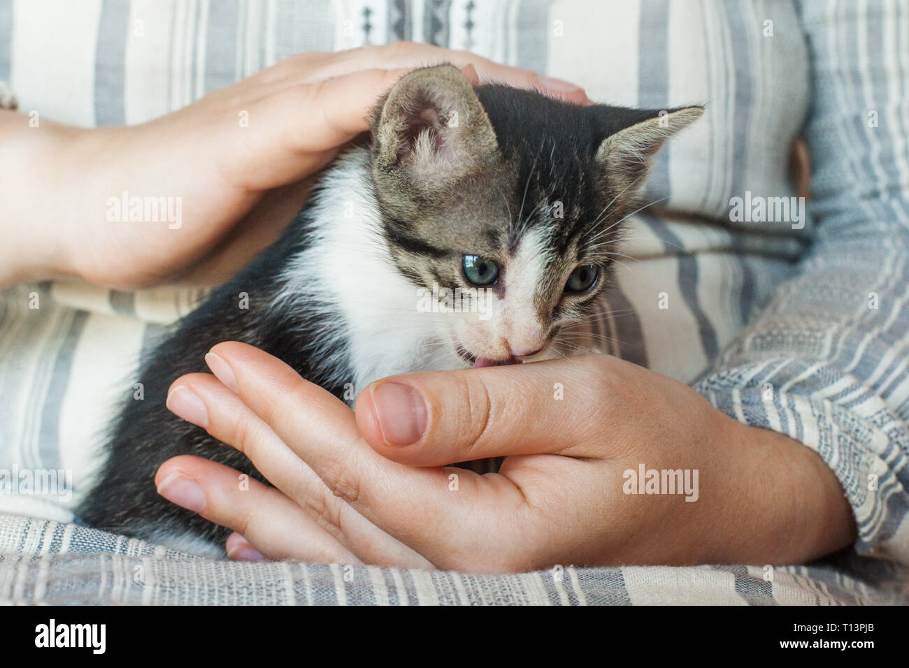 a cute little cat