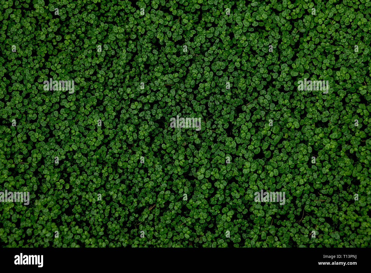 Full Frame Shot Of Ground Ivy, Textured background. Stock Photo