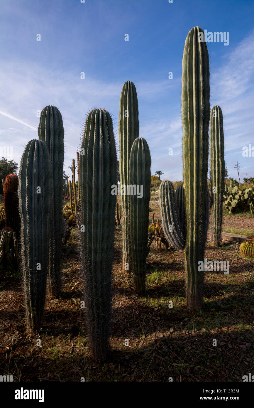 Morocco, Cactuses Stock Photo