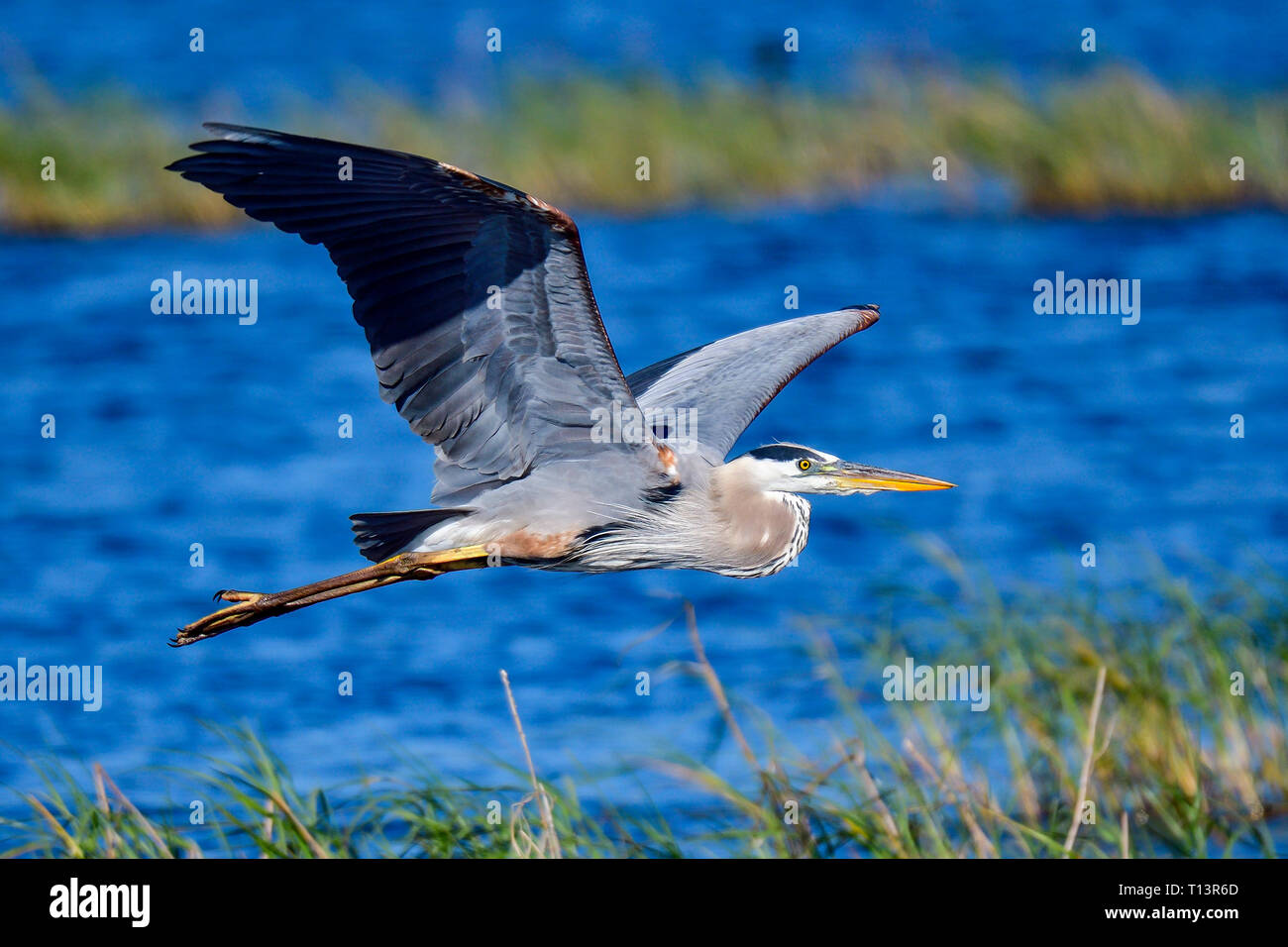 Great Blue Heron gliding over water. Stock Photo