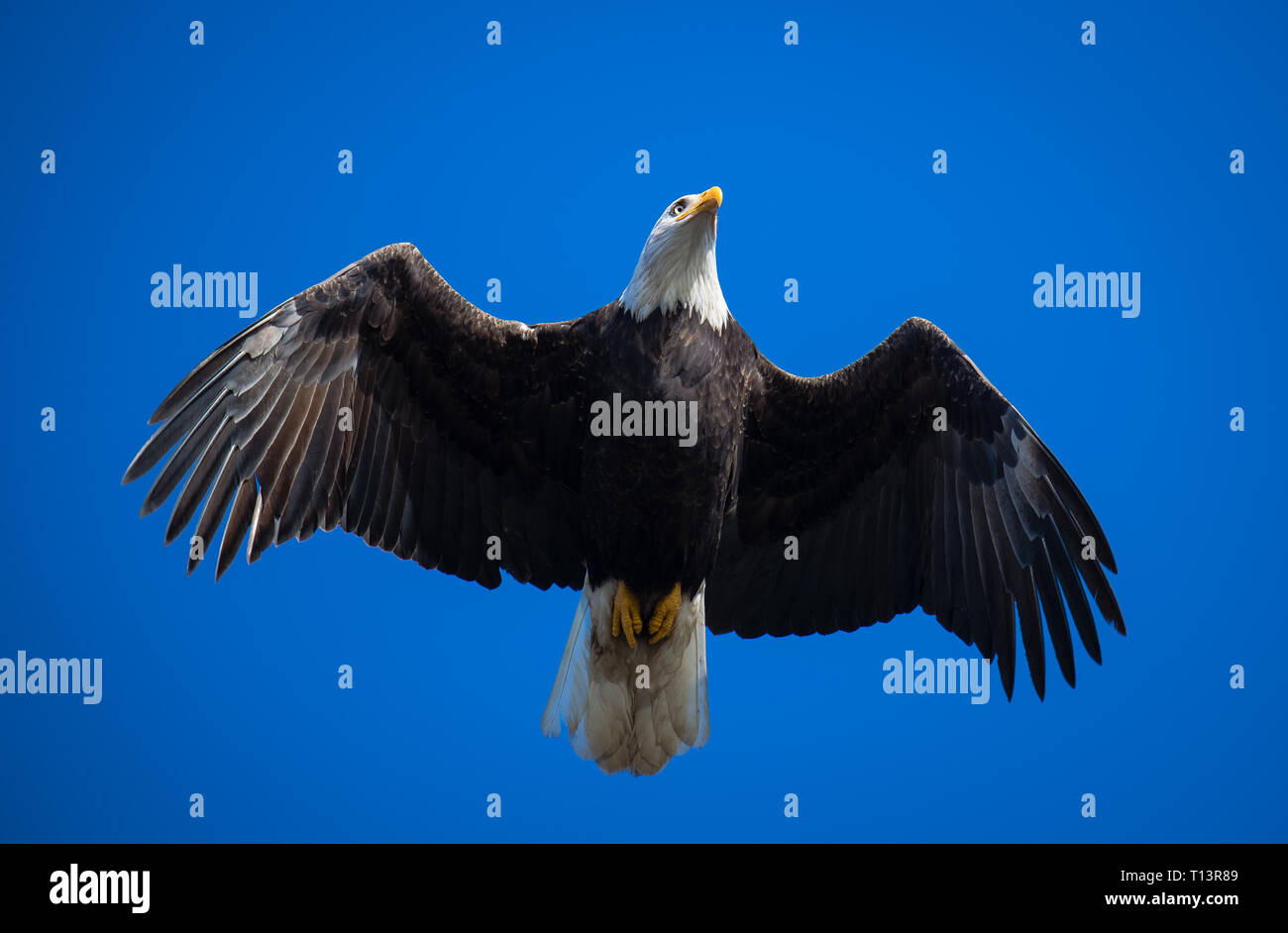 Adult bald eagle soaring skyward. Boundary Bay near Vancouver, BC, was home to thousands of bald eagles in winter of 2016, attracted by a local dump. Stock Photo
