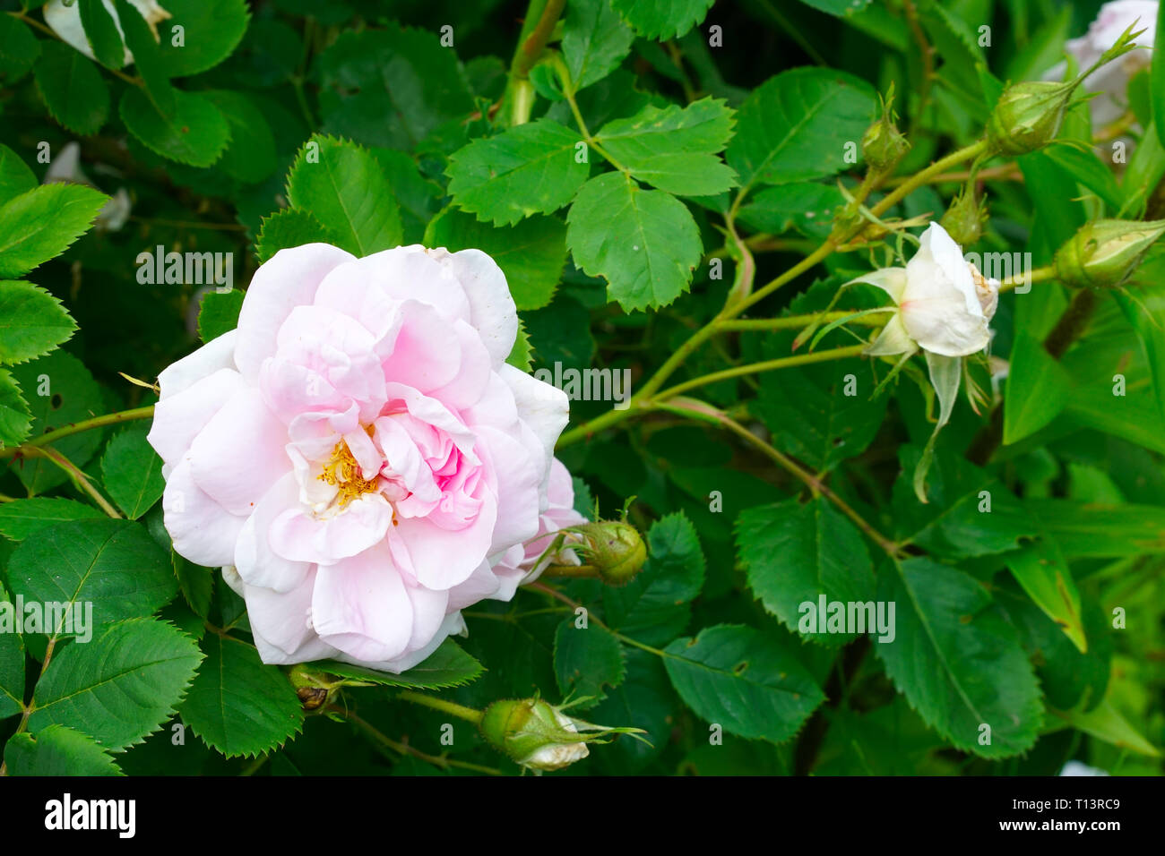 White rose flower bush in summer season home flower garden Stock Photo