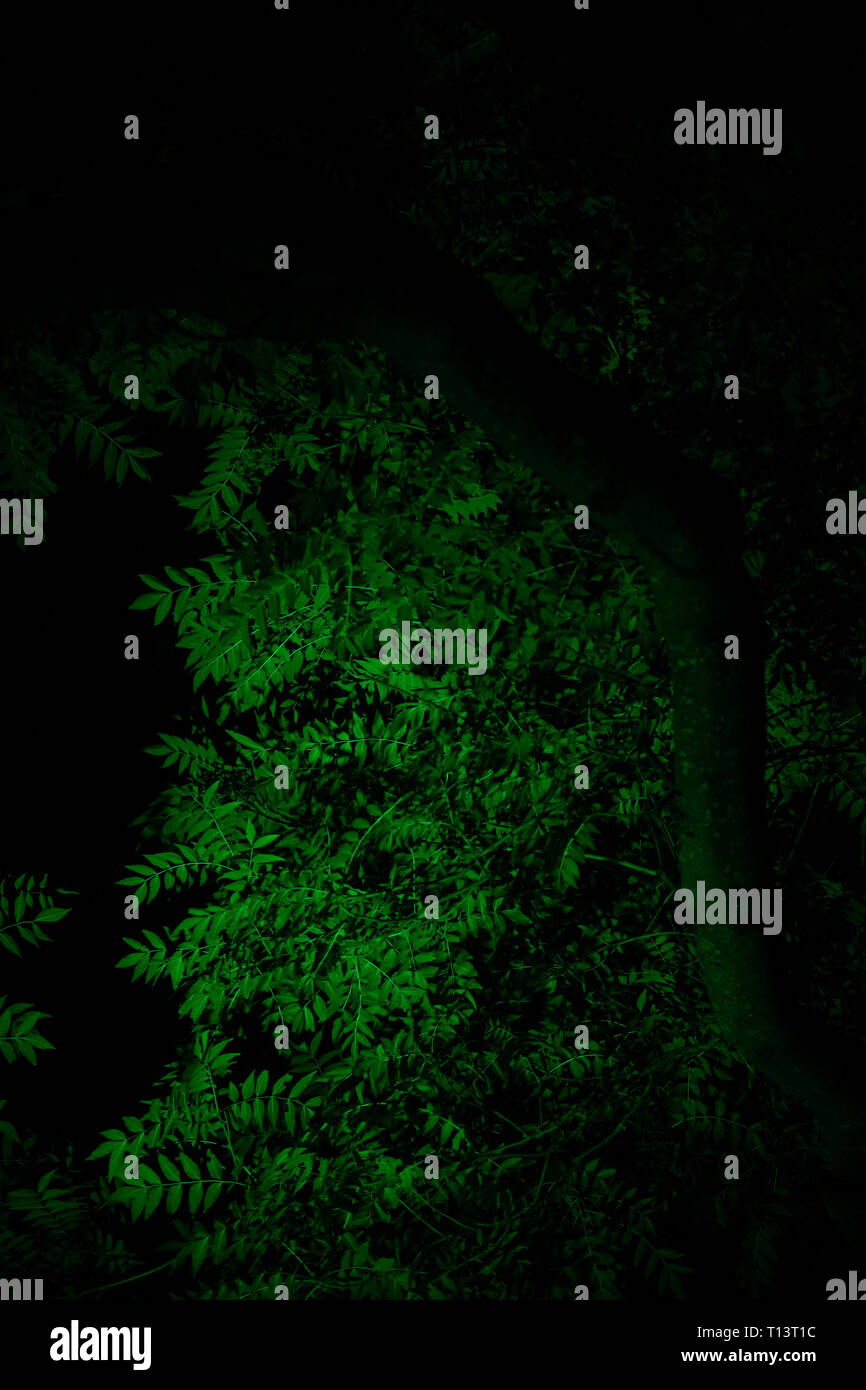 Illuminated tree hi-res stock photography and images - Alamy