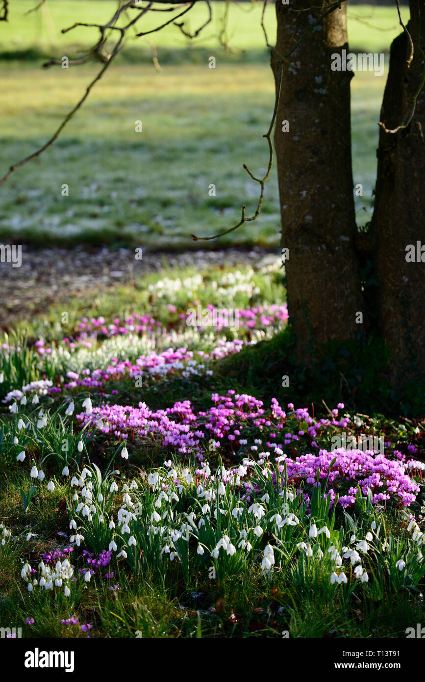 Flowering cyclamens hires stock photography and images Alamy