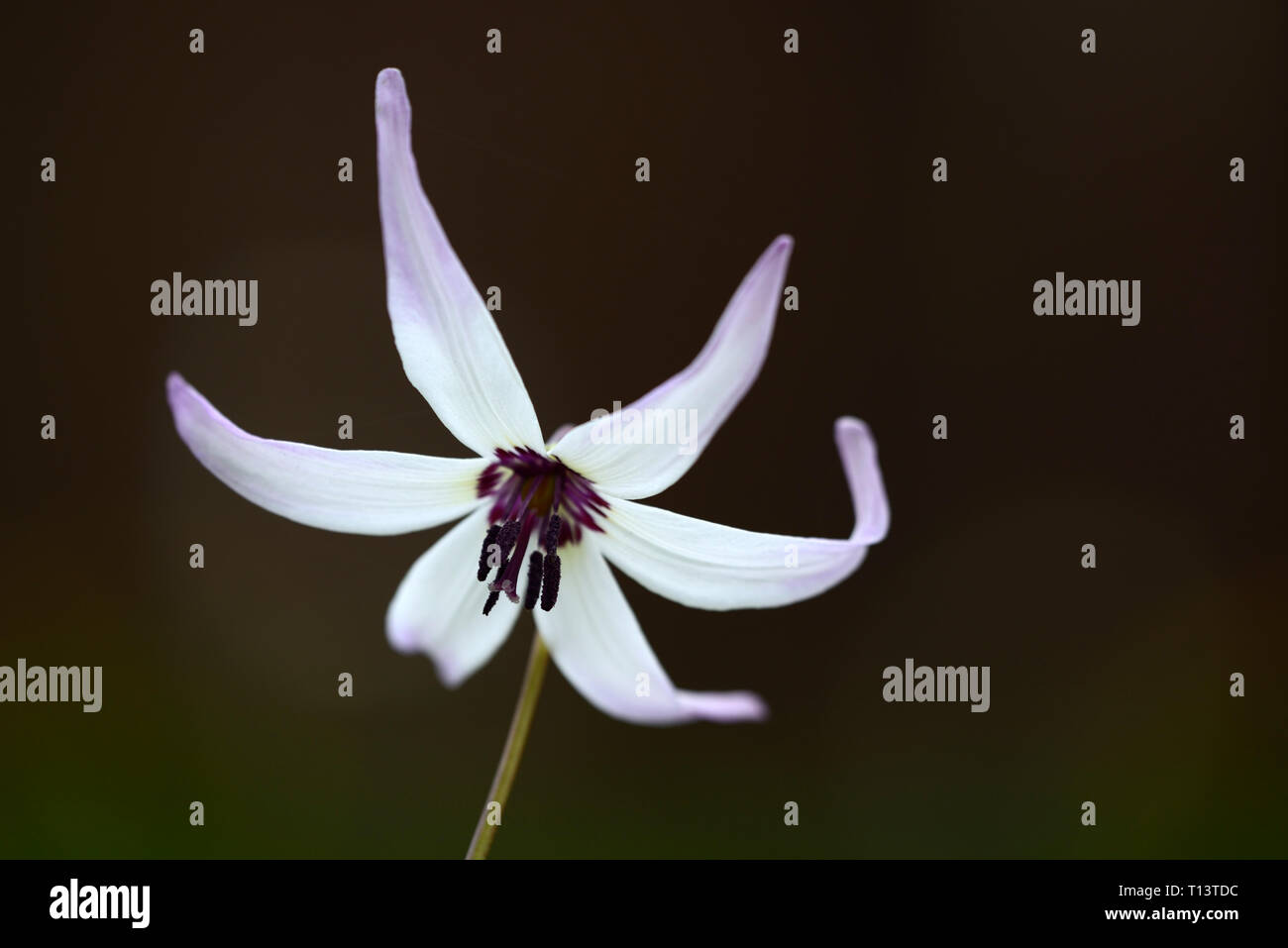 Erythronium Miss Jessop, E A Bowles hybrid,spring,flowers,flower,flowering,RM Floral Stock Photo