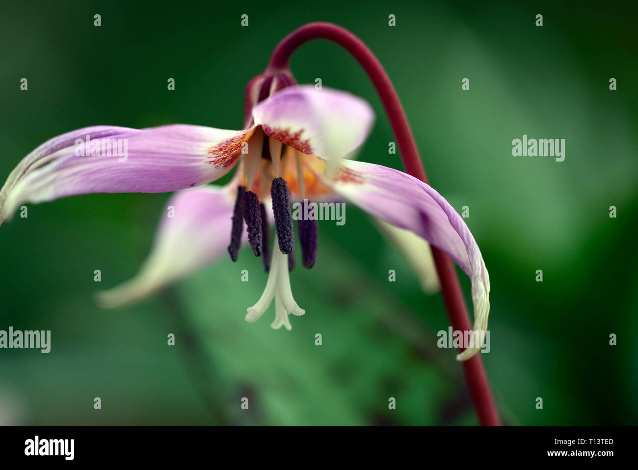 Erythronium sibiricum subsp sibiricum, fawn lily,dogstooth violet,spring,pink,purple,flowers,flowering,clump,wood,woods,woodland,shade,shady,shaded,ga Stock Photo