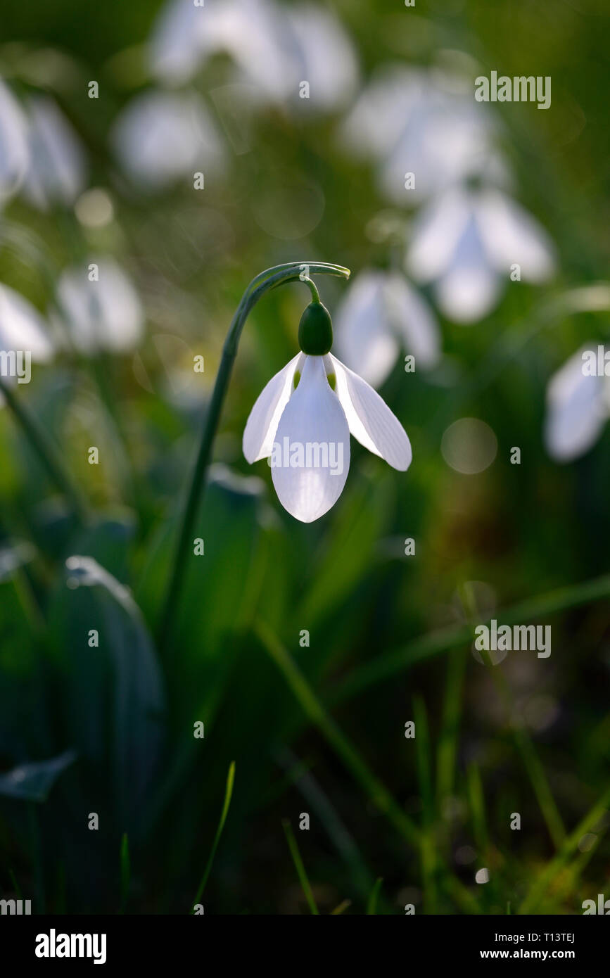 galanthus elwesii, snowdrop, snowdrops,backlit,backlighting,dramatic light,sunshine,spring, flower, flowers, flowering, white,clump,clumps,markings,ma Stock Photo