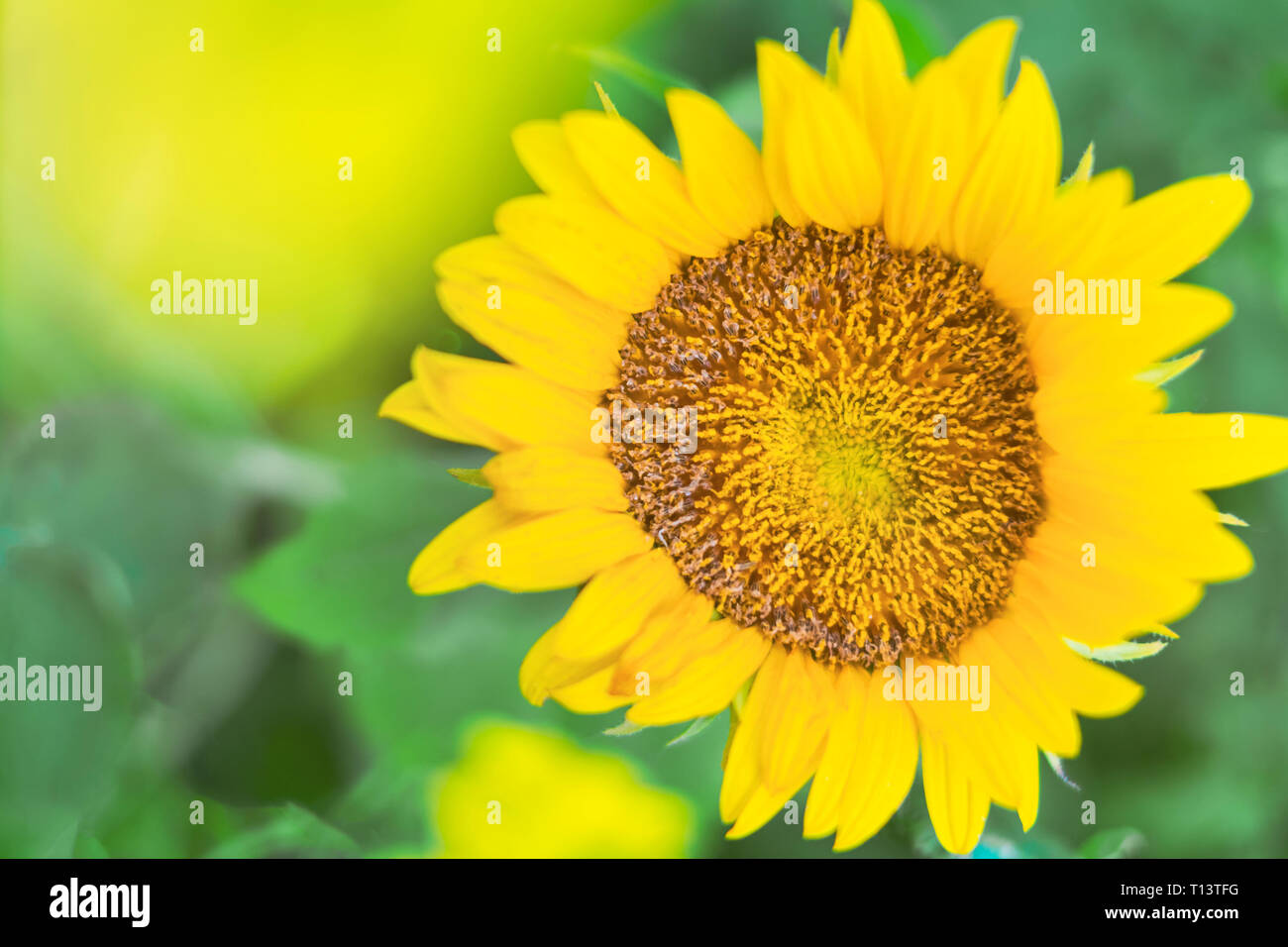 Sunflower, close-up Stock Photo