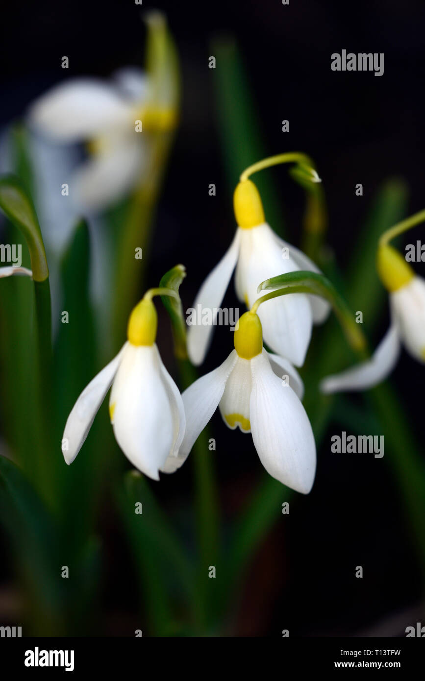 galanthus lowick, yellow, snowdrop, snowdrops, spring, flower, flowers, flowering,RM Floral Stock Photo