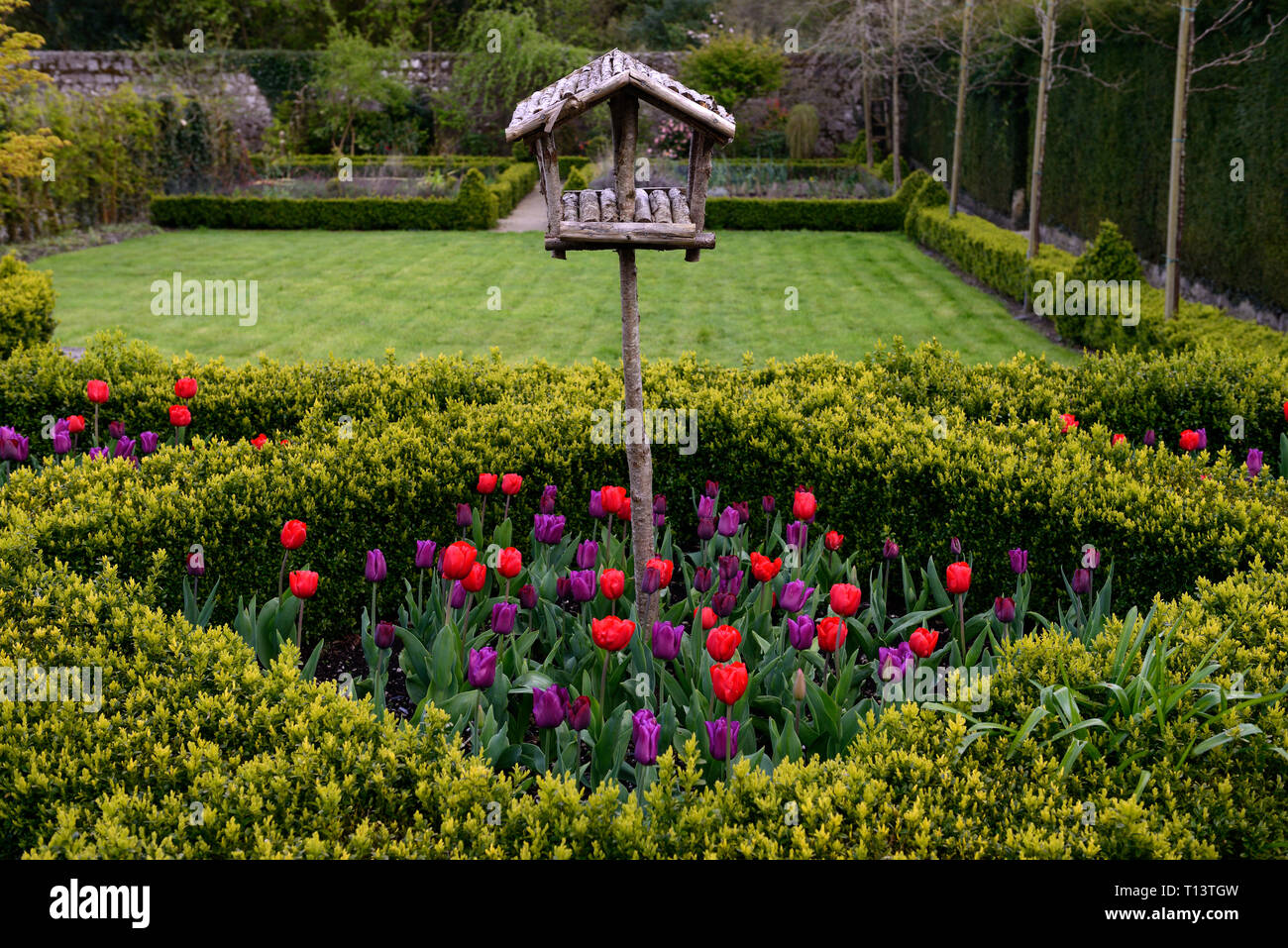 purple and red tulips,knot garden,interspersed,incorporated,knot garden