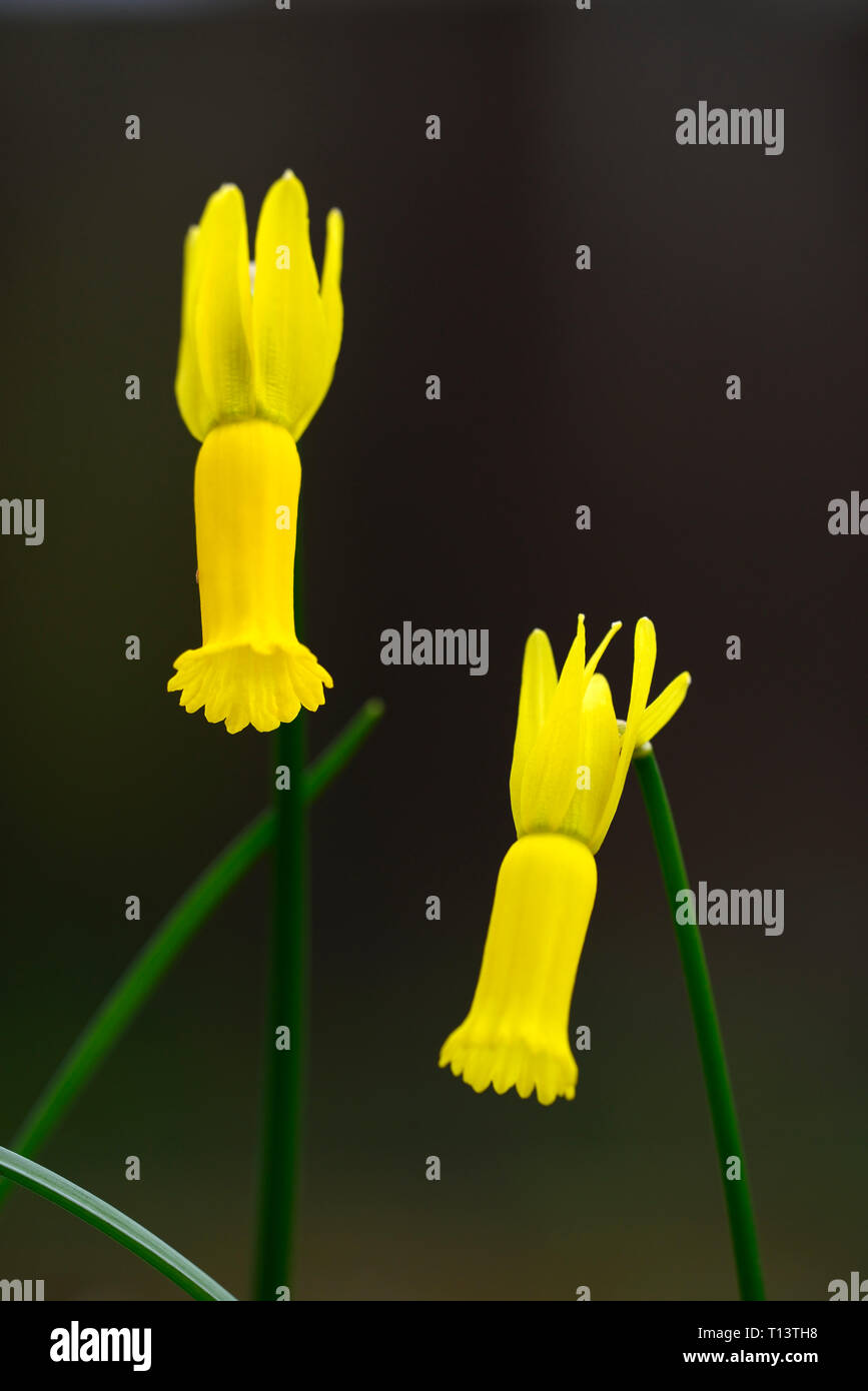 Narcissus cyclamineus,cyclamenflowered daffodil,species daffodil