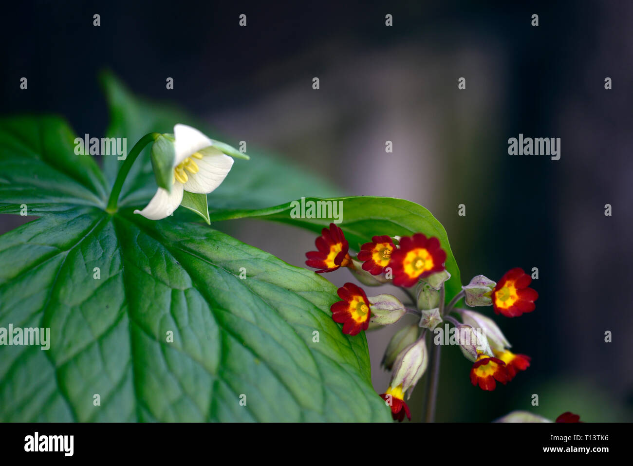 Trillium erectum,White Trillium,Wake-robin,Primula veris Sunset Shades,primulas,cowslip,cowslips,red,yellow,flower,flowers,spring,shade,shaded,shady,w Stock Photo