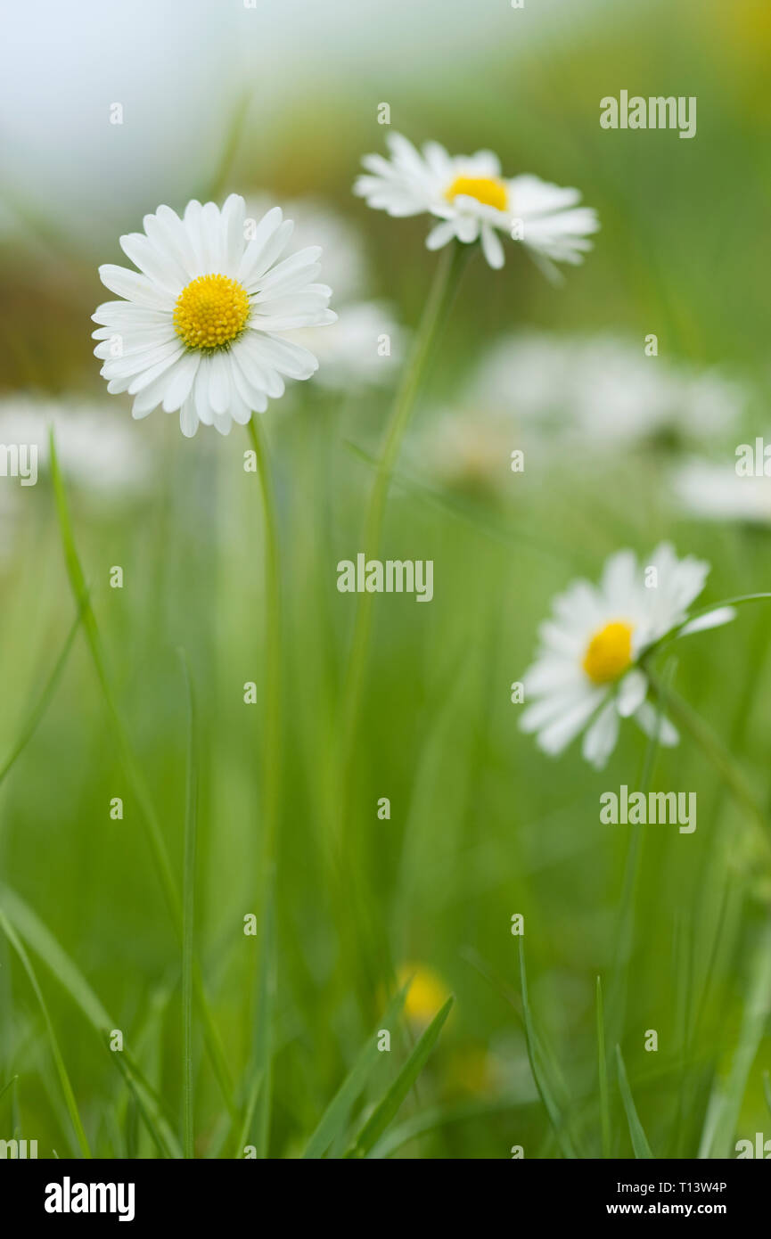 Daisies blooming in meadow Stock Photo