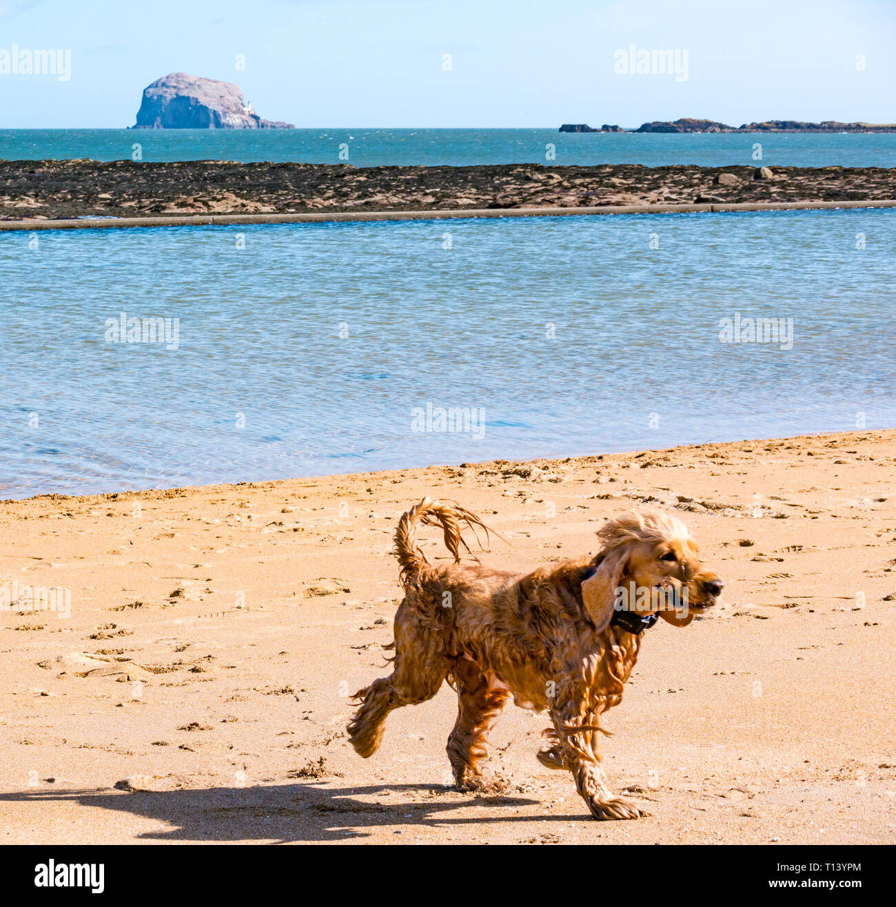 North Berwick, East Lothian, Scotland, UK, 23rd March 2019. UK Weather: Sunny Spring weather at the seaside town. A wet dog on East beach, Milsey Bay at the tidal outdoor bathing pool with the Bass Rock on the horizon Stock Photo