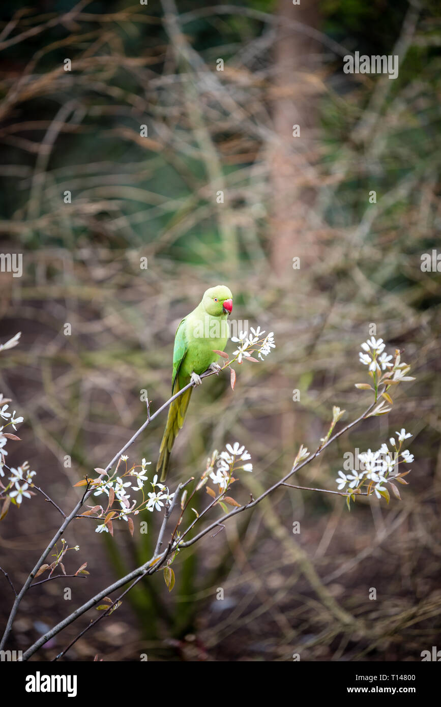 Parakeets (Psittacula krameria) spotted in central London on a warm spring day. Stock Photo