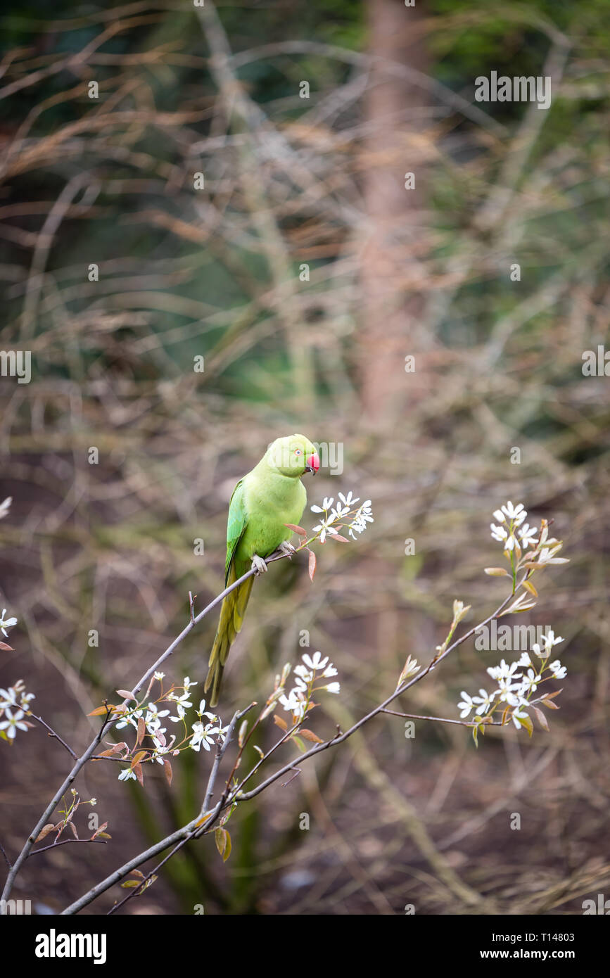 Parakeets (Psittacula krameria) spotted in central London on a warm spring day. Stock Photo