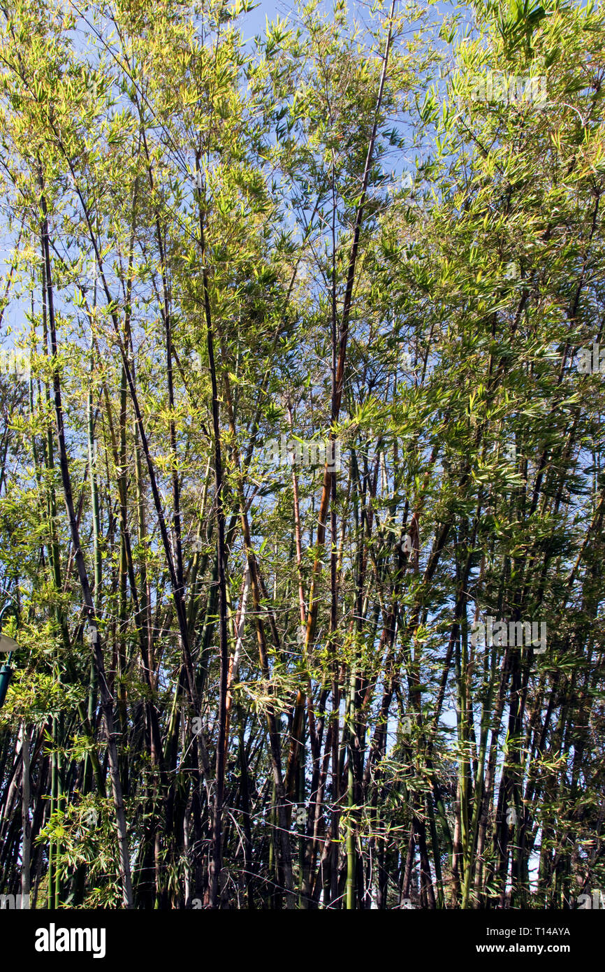 A stand of bamboo, one of the fastestgrowing plants in the world