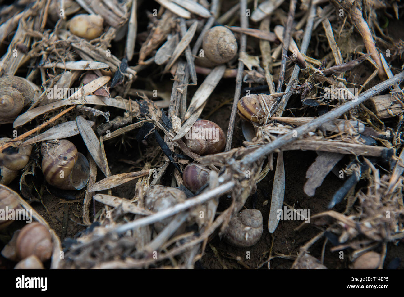 River shells on the river bank Stock Photo - Alamy