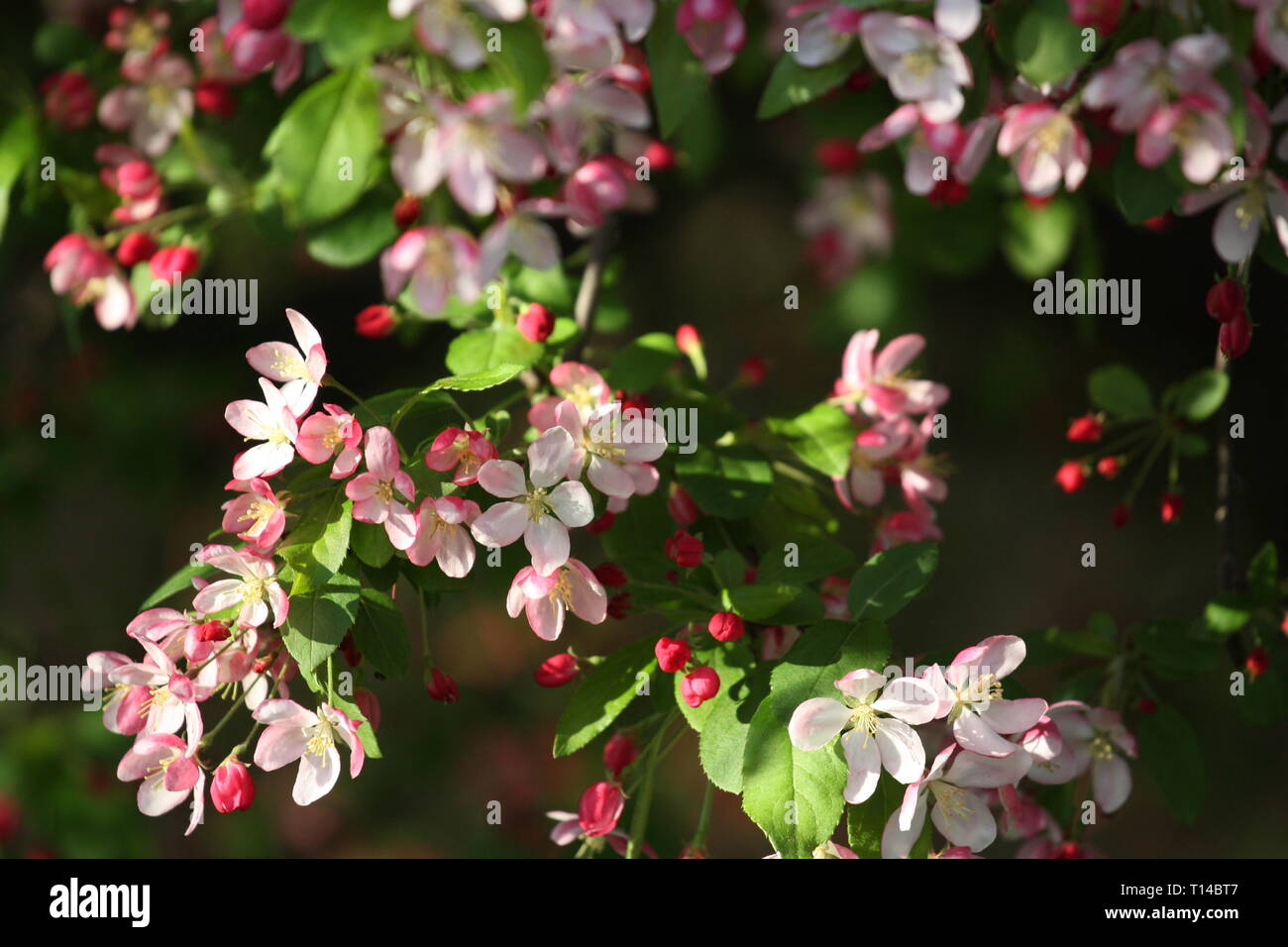 Pink cherry blossom flowers Stock Photo
