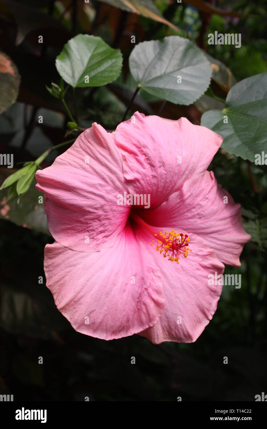 Pink hibiscus flower Stock Photo