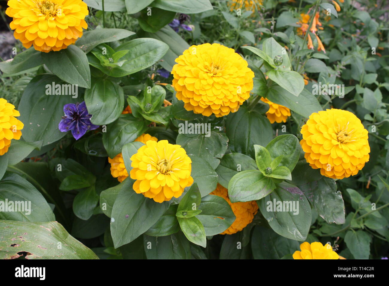 Yellow zinnia flowers Stock Photo