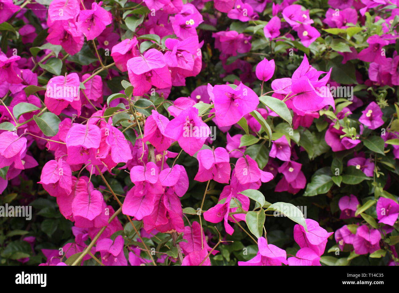 Pink bougainvillea flowers Stock Photo
