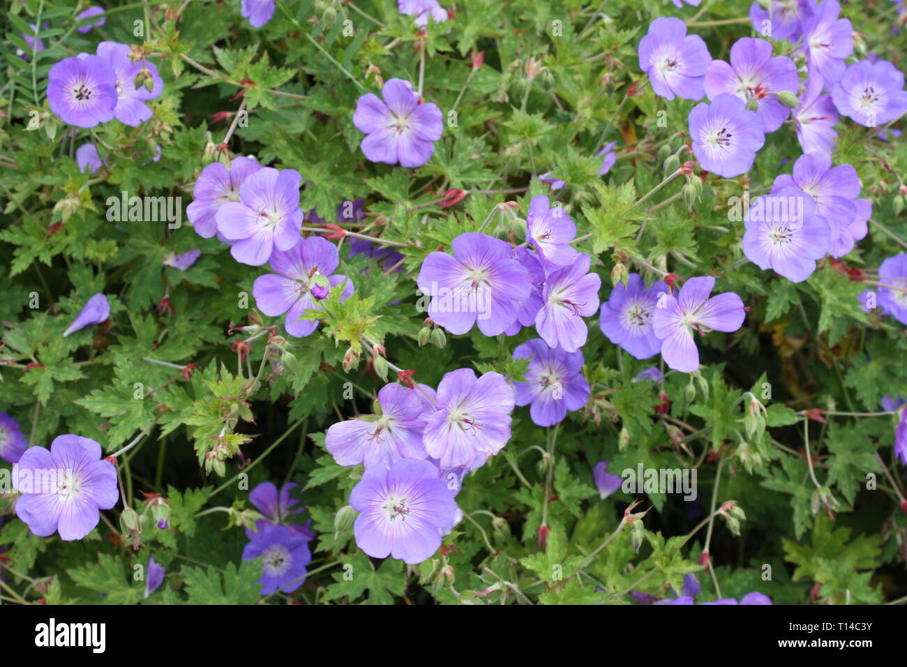Blue geranium flowers Stock Photo