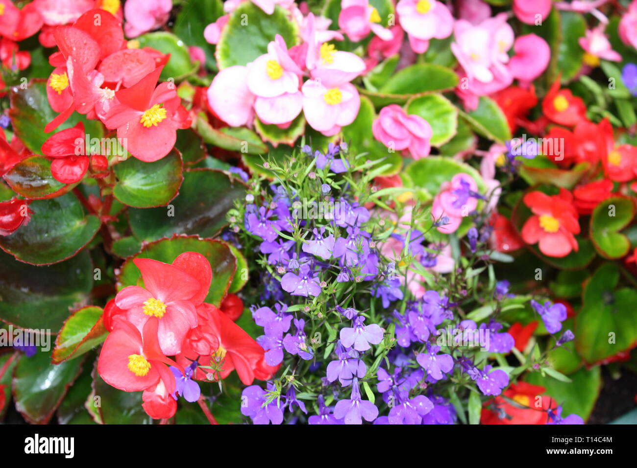 Colourful begonia summer flowers Stock Photo