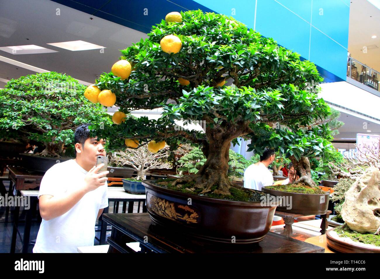 Quezon, Philippines. 23rd Mar, 2019. A mall goer's amazed on a fruiting bonsai  tree on exhibit during the Philippine Bonsai Society at The Block of SM  North in Quezon City on March