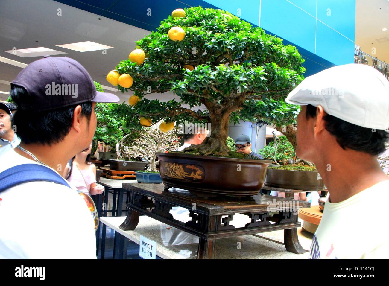 Quezon Philippines 23rd Mar 2019 A Mall Goer S Amazed On A Fruiting Bonsai Tree On Exhibit