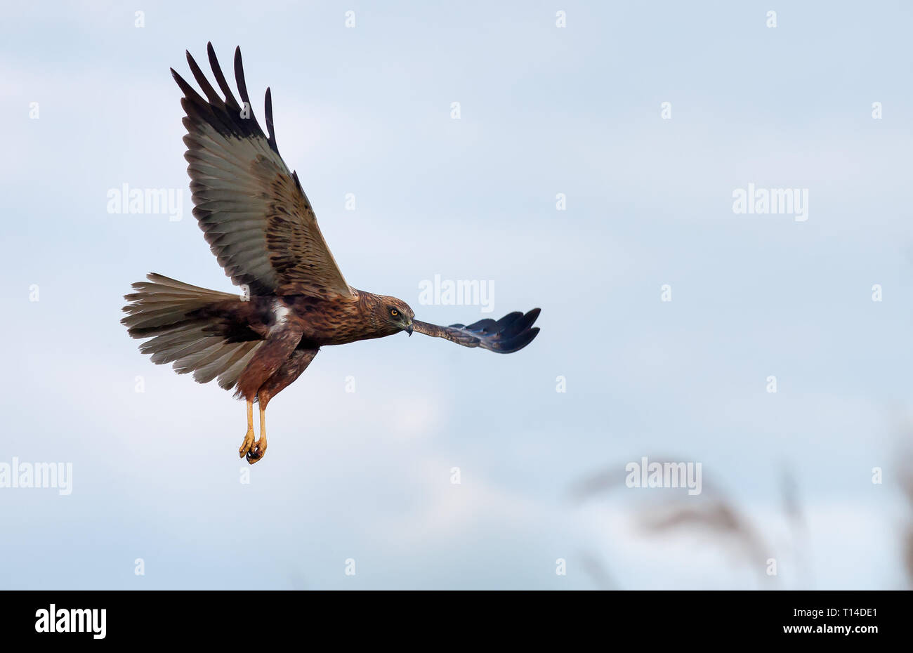 Western Marsh harrier in slow flight over reed Stock Photo