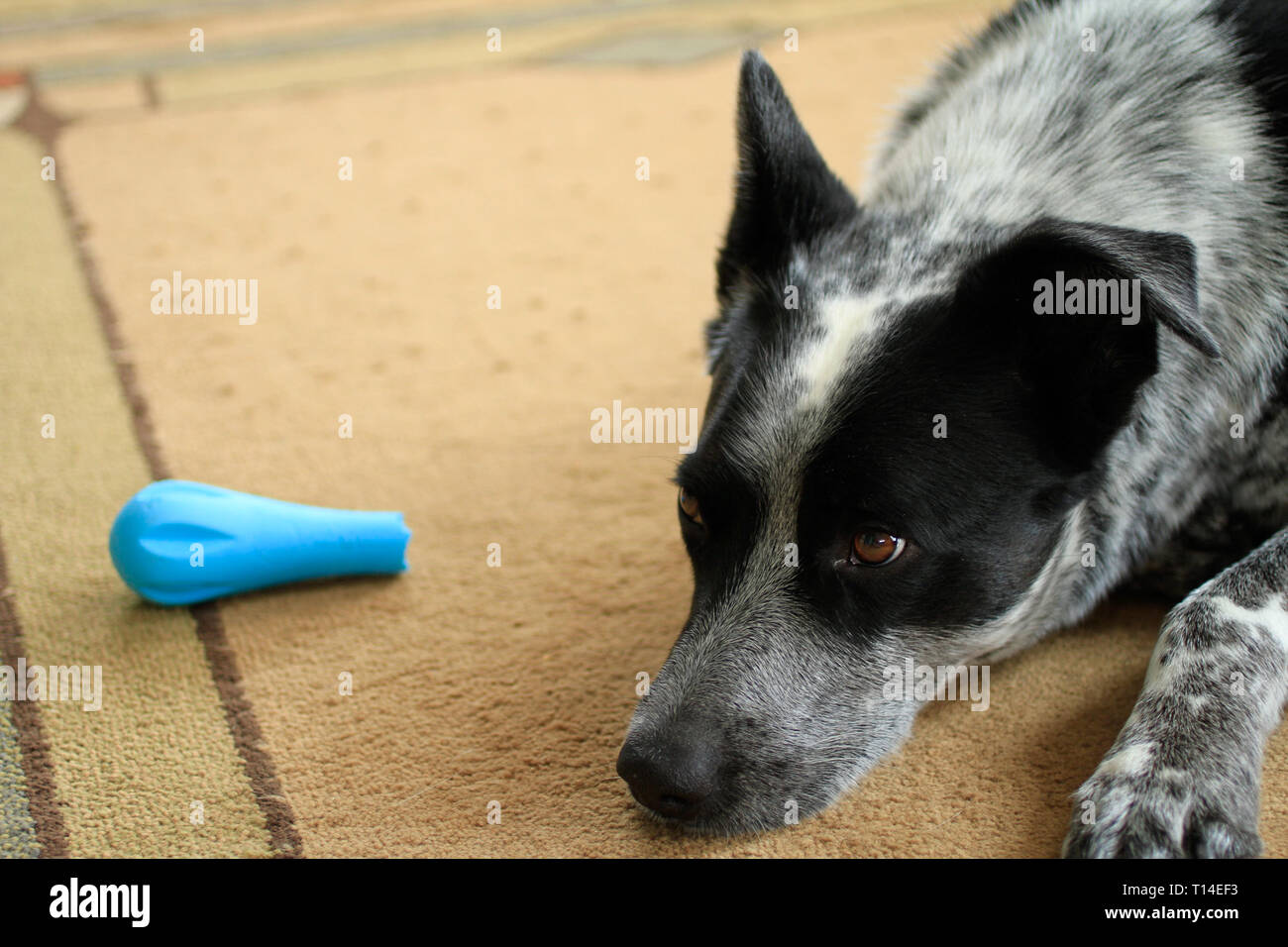 Border collie x heeler 2025