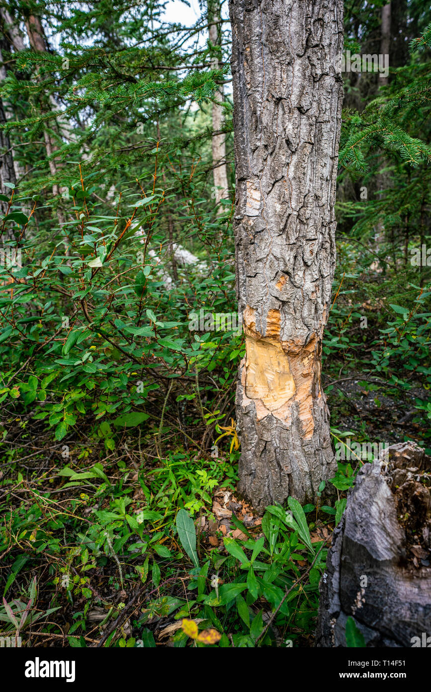Beaver teeth marks in Pine tree trunk cut in Horseshoe lake in Denali national park, Alaska Stock Photo
