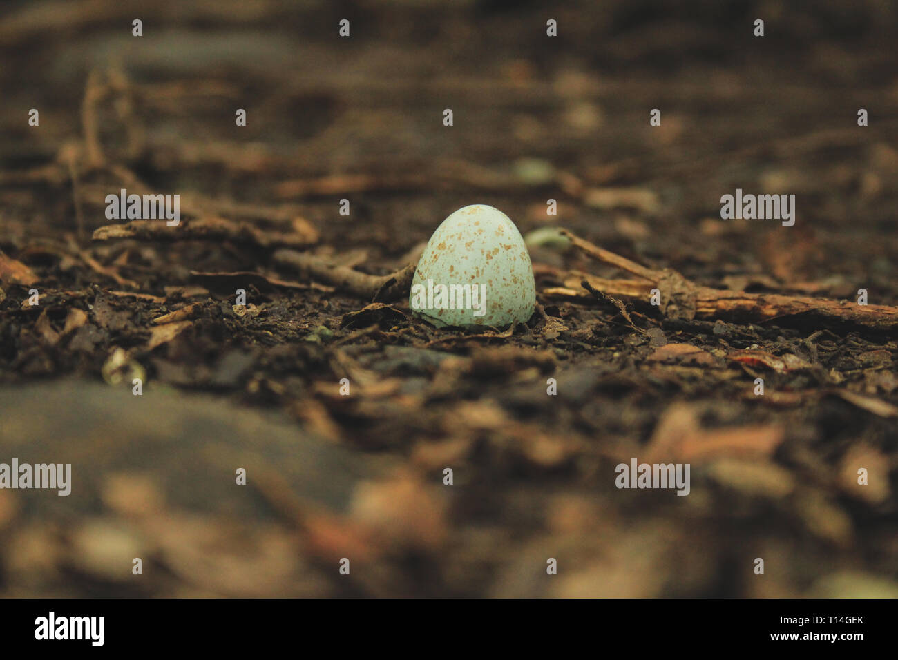 small pretty brocken bird egg shell on forest ground, New Zealand Stock Photo