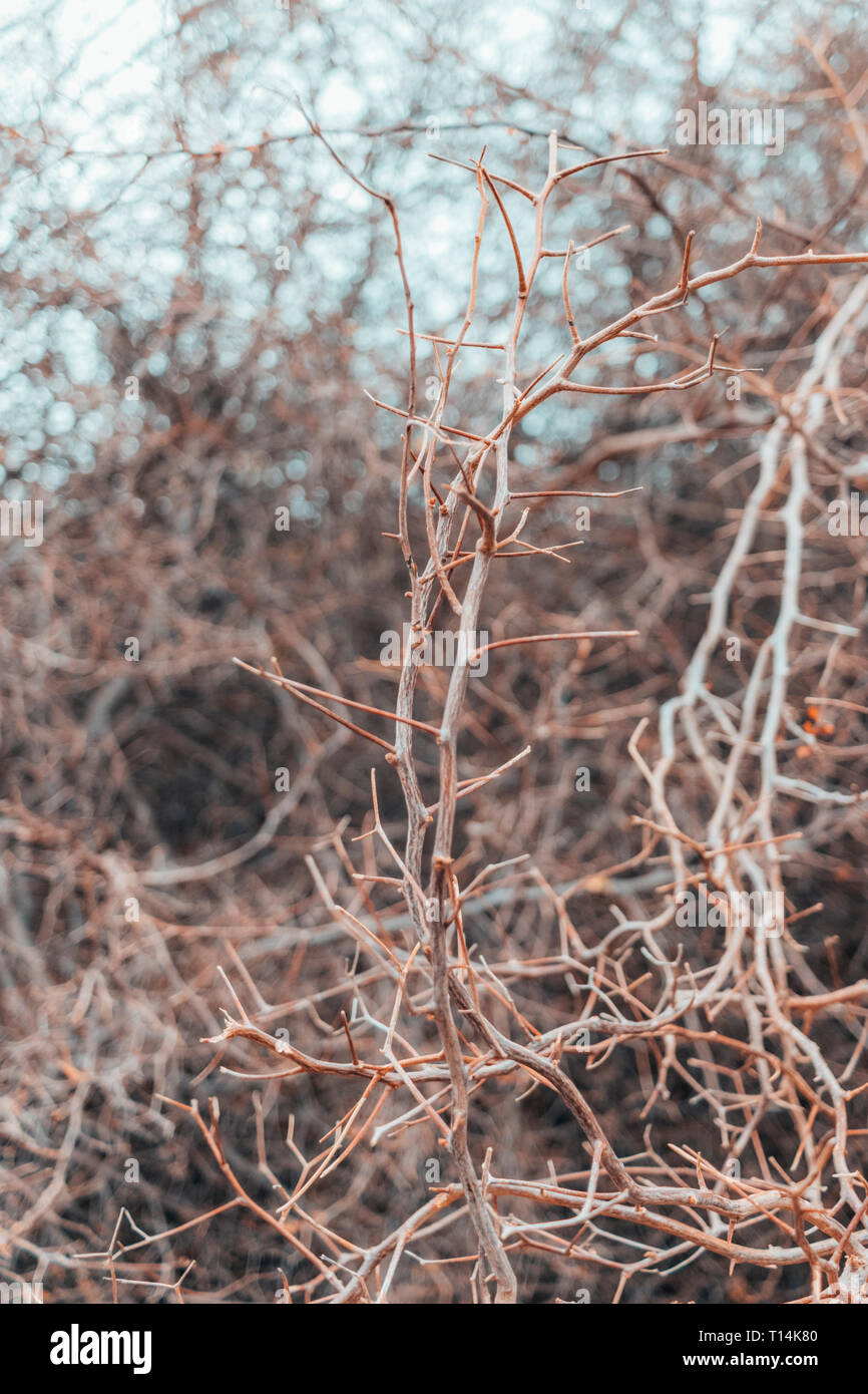 Dry tree branches Stock Photo Alamy