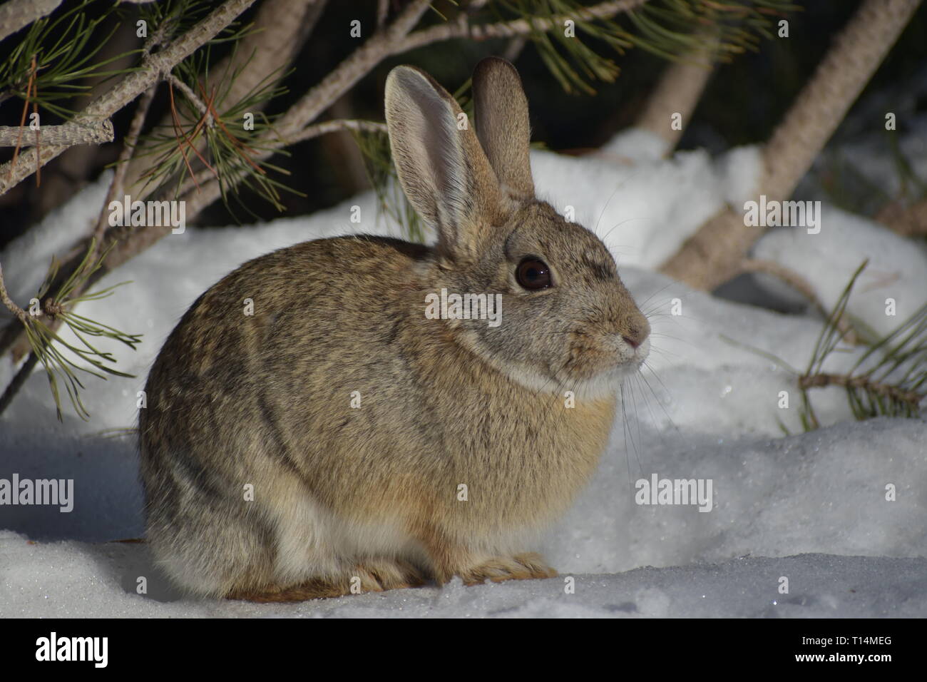 Solo Rabbit Hiding Stock Photo Alamy