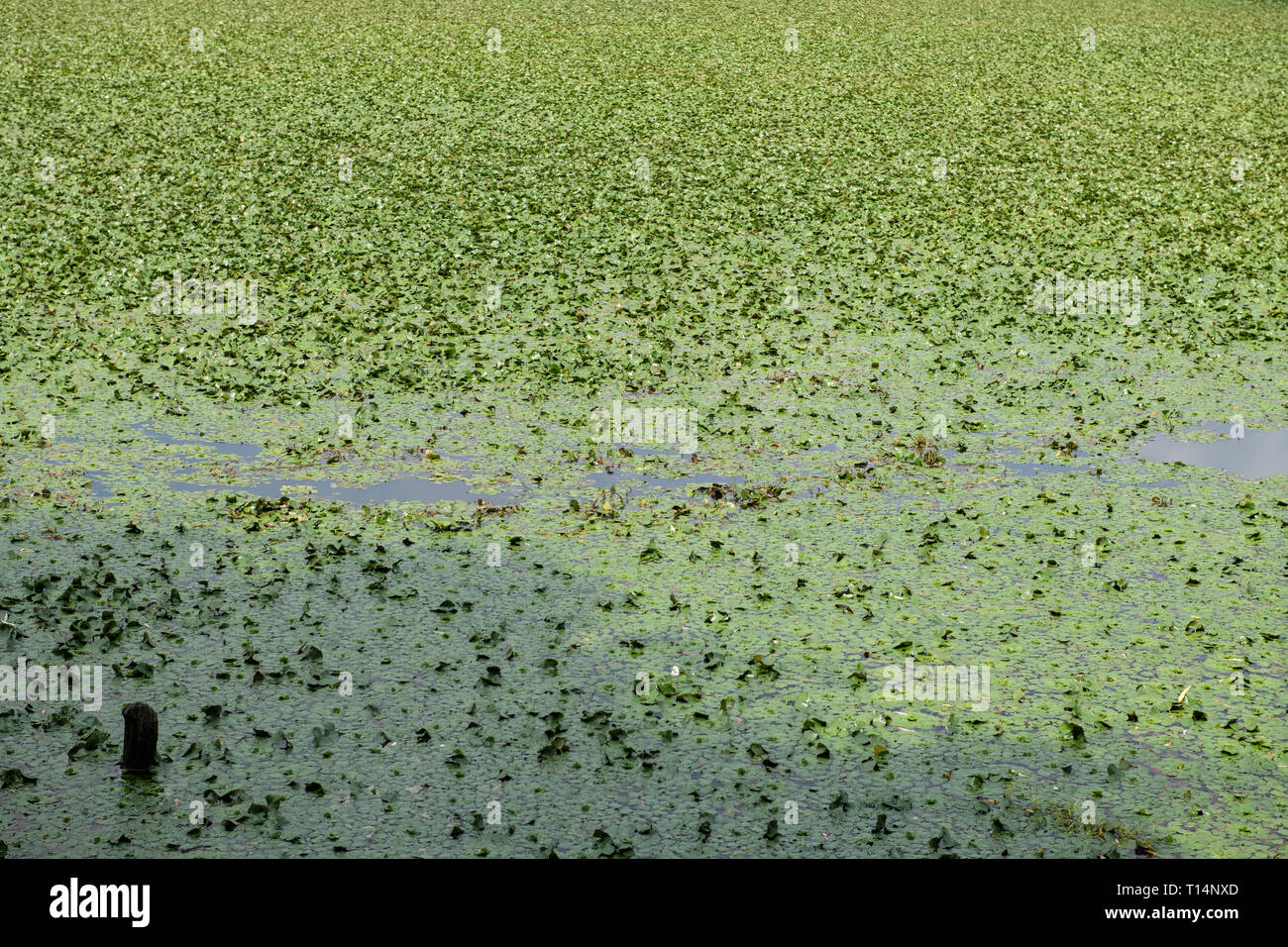 Leaves or pond weed floating on a pond lake water. Stock Photo