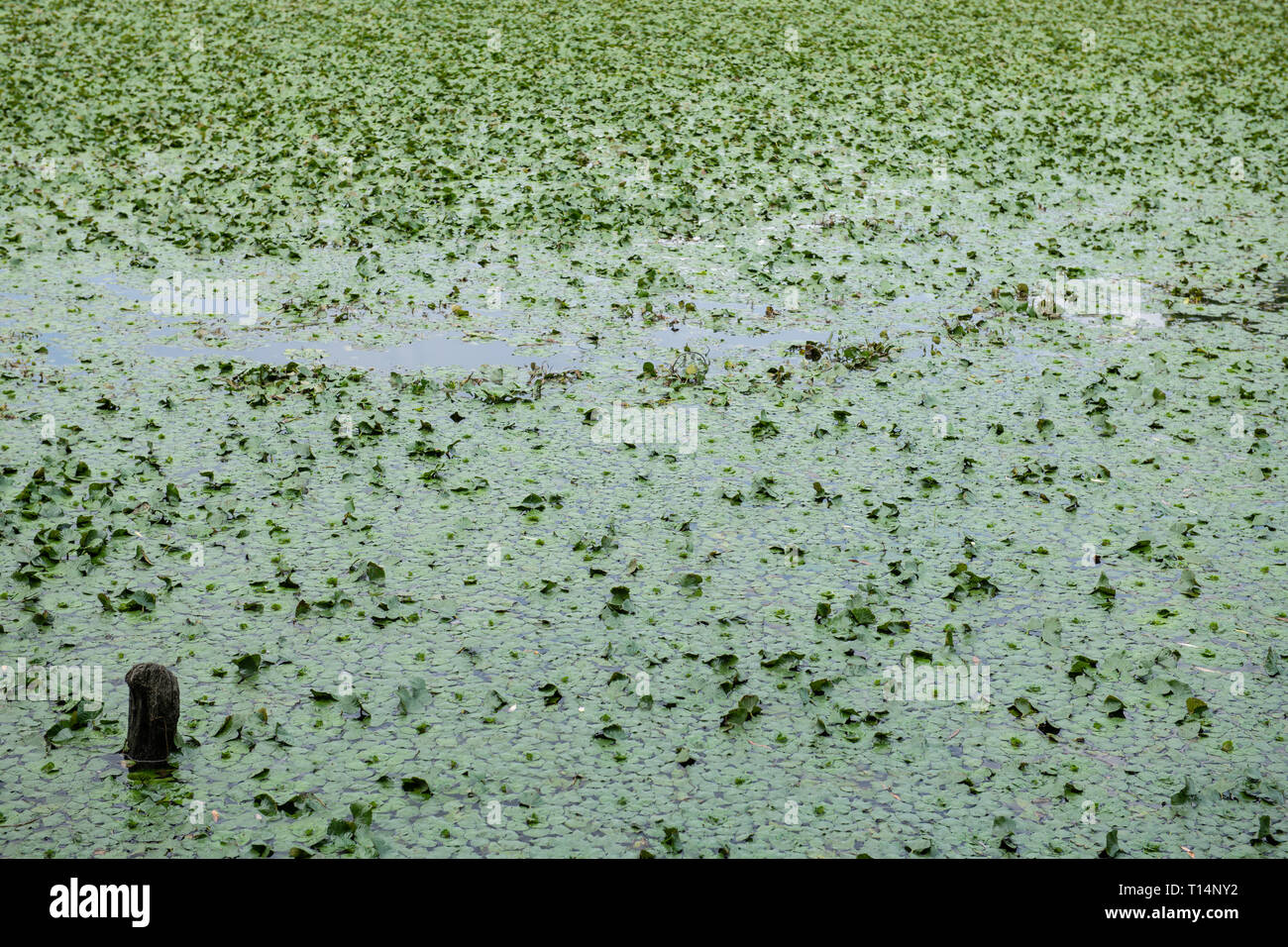 Floating pond weed hi-res stock photography and images - Alamy