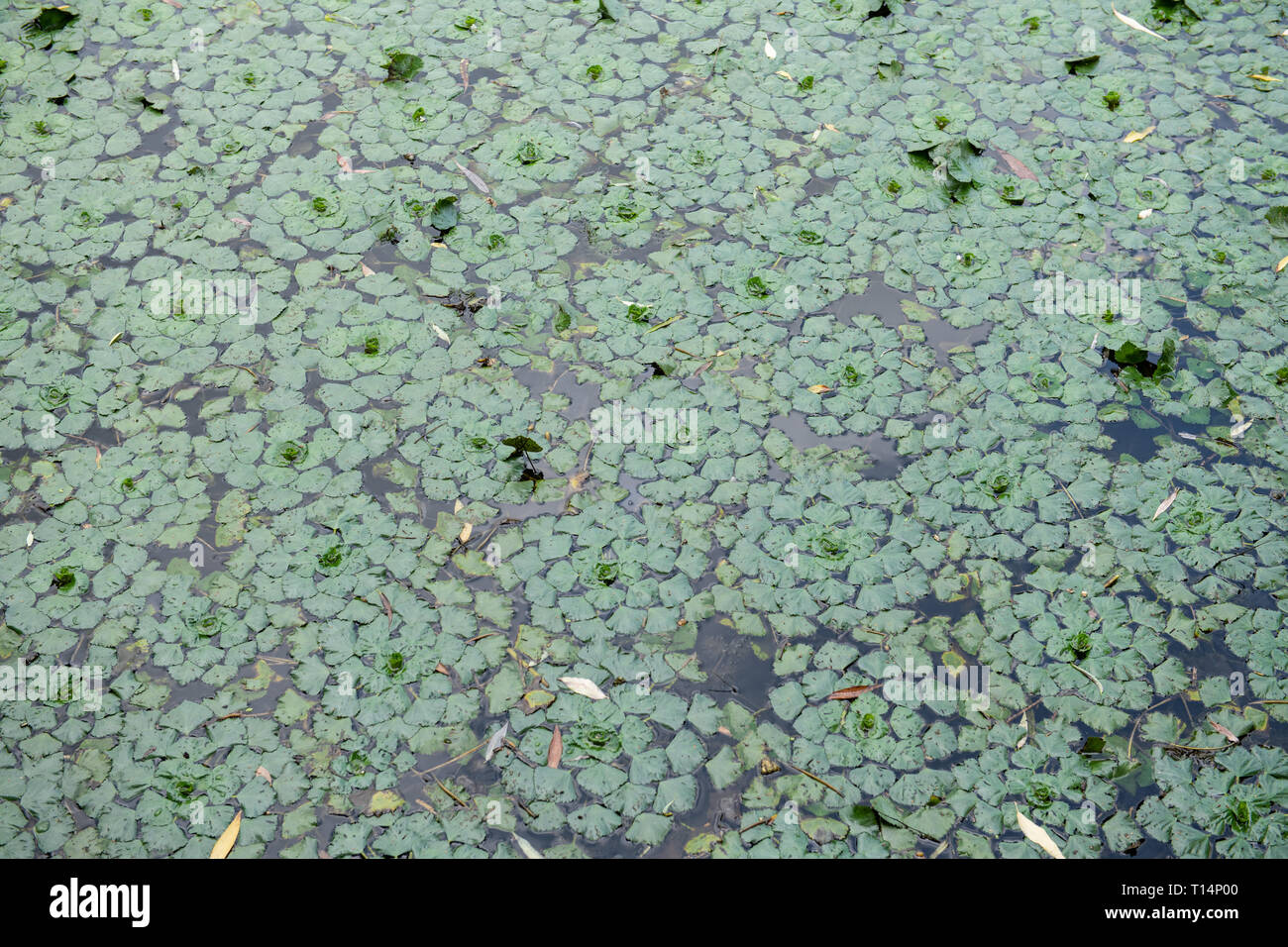 Leaves or pond weed floating on a pond lake water. Stock Photo