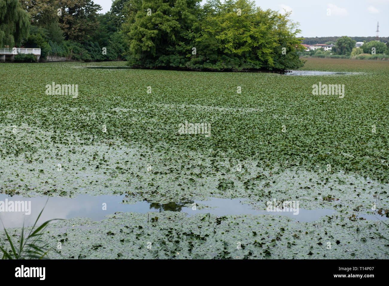 Floating pond weed hires stock photography and images Alamy